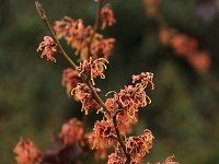 Hamamelis Georges 2016 01 23 9190